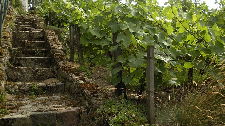 Прогноз по выпуску вина во Франции оказался ниже на 16 процентов